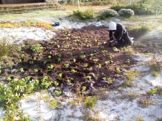 Seedlings being planted in rows on white coastal sand