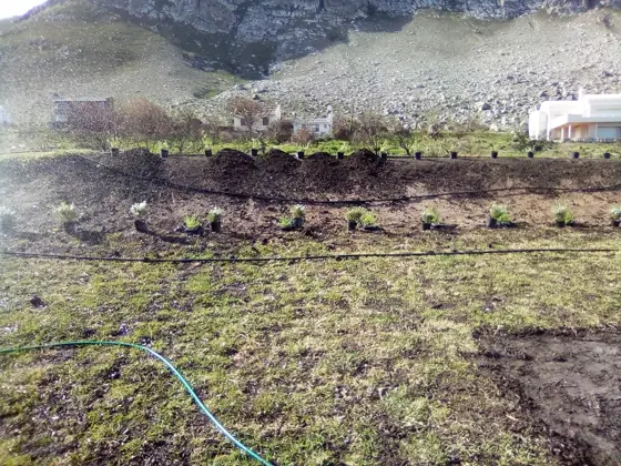 A drip irrigation line laid along a prepared bed with seedlings and mountains behind
