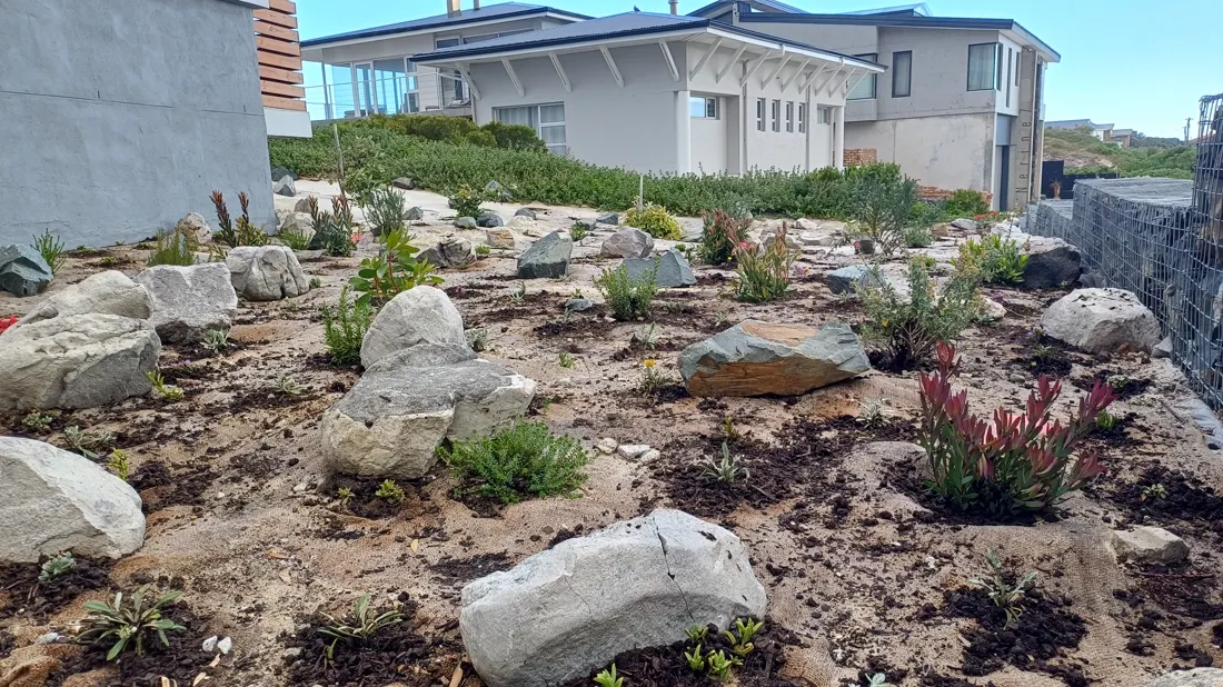 A rocky coastal bed planted with proteas and indigenous plants