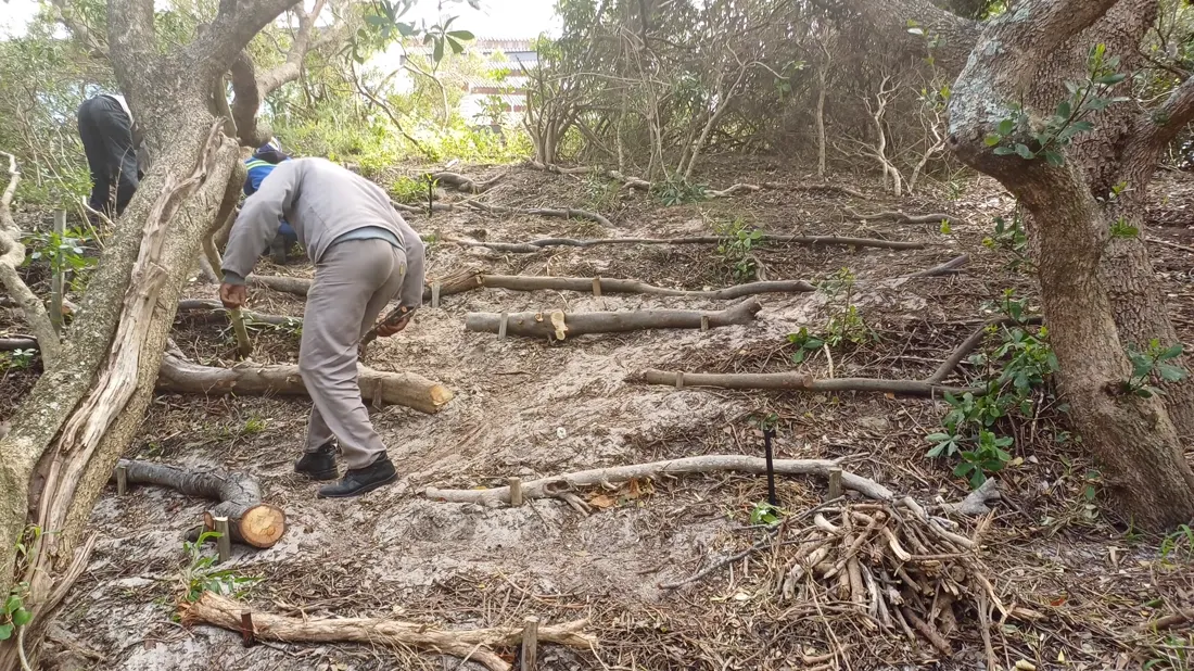 A gardener clearing branches and brush from an overgrown plot