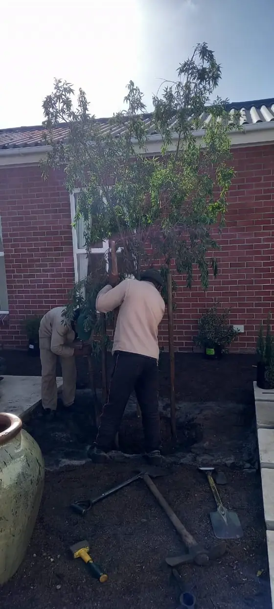 Planting a feature tree beside a home entrance