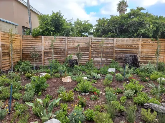 Young trees and indigenous planting along a garden fence line