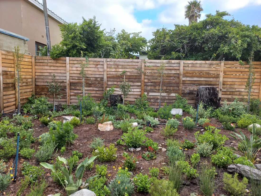 Young trees and indigenous planting along a garden fence line