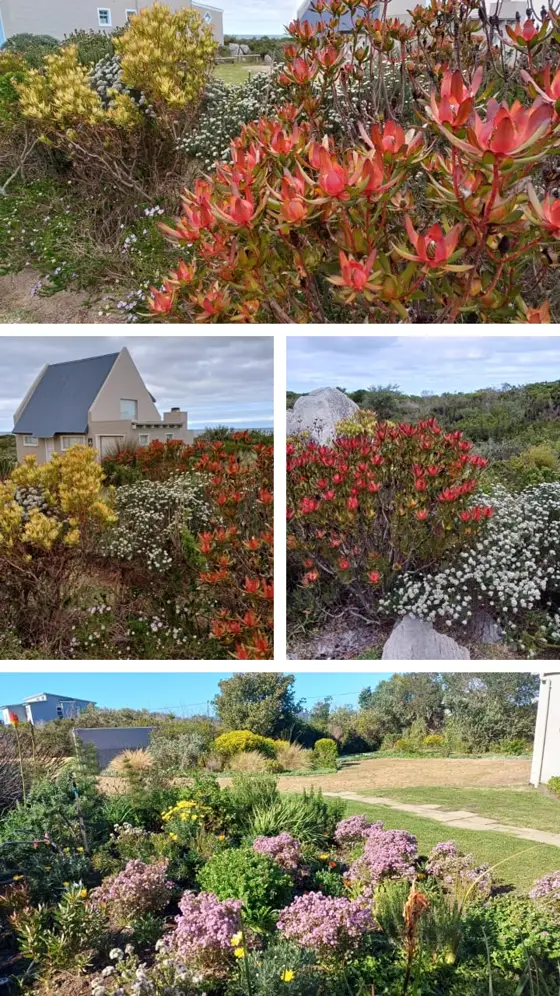 Protea and fynbos plants in full bloom across a coastal garden