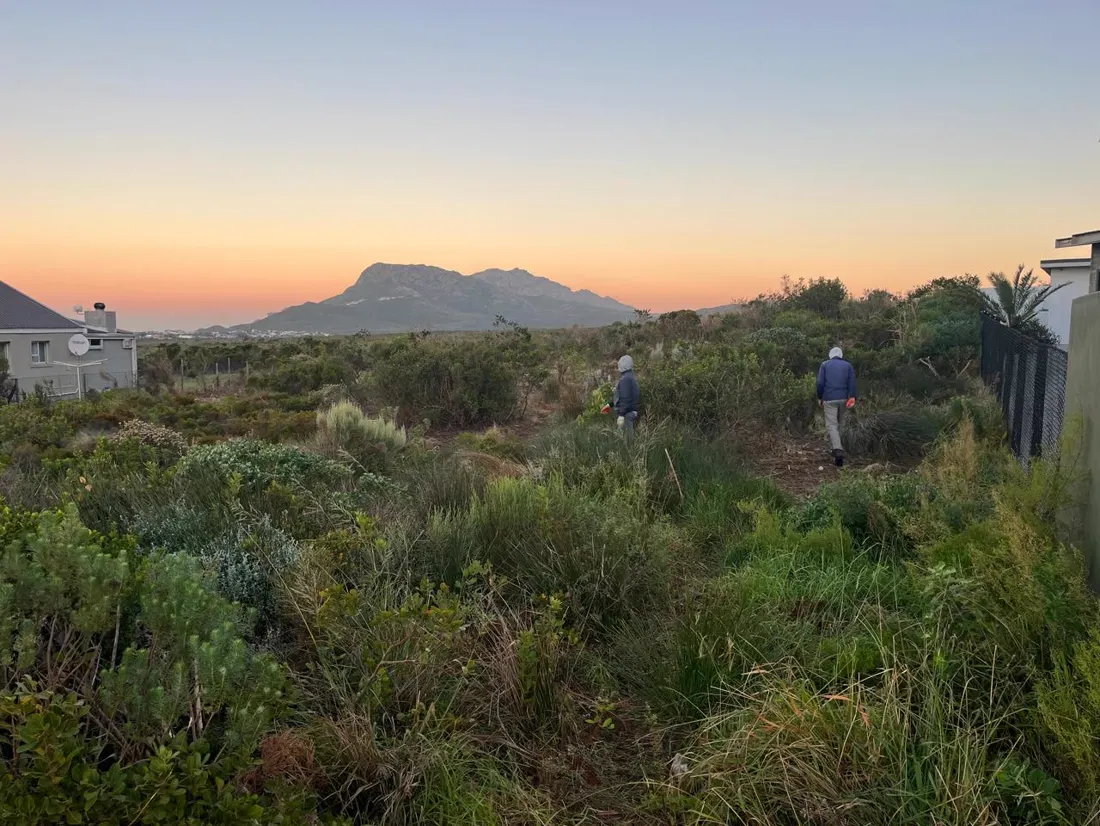 Overgrown coastal plot before clearing, with a mountain view at dusk