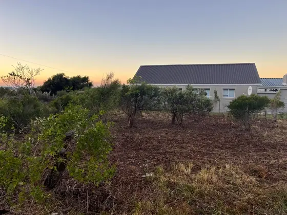 Plot cleared to bare ground with mulch, established trees kept standing